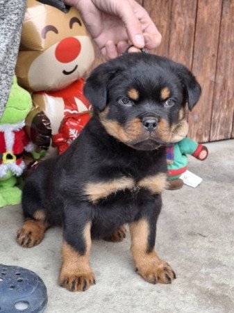 rottweiler