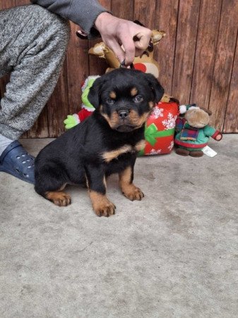 rottweiler