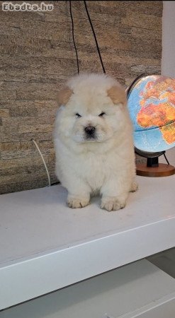 Chow chow