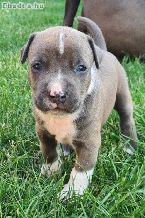 Blue amstaff kölykök eladók