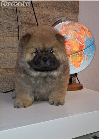 Chow chow