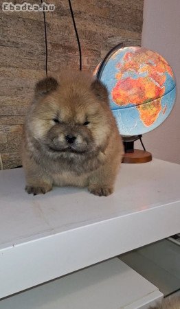 Chow chow