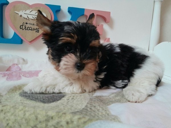 Biewer Yorkshire terrier