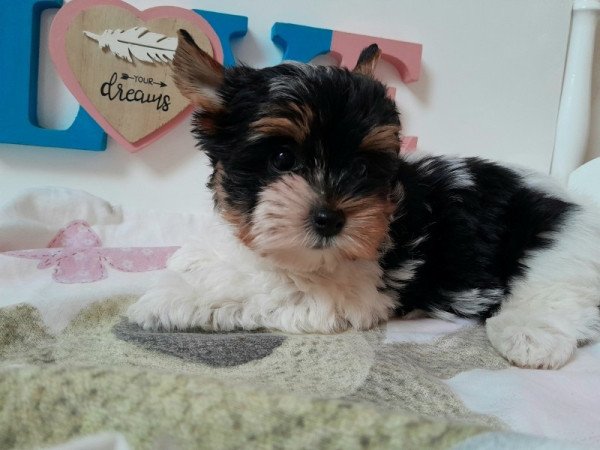 Biewer Yorkshire terrier