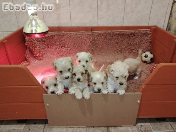 Maltipoo Törpe kiskutyák 2 Fiú még Gazdikeresők