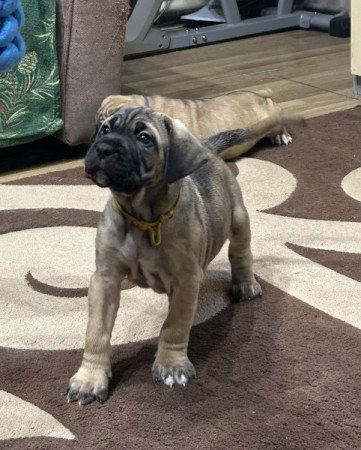 cane corso