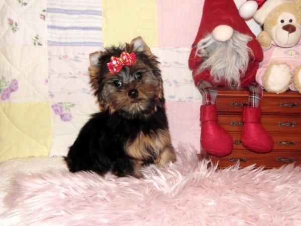 Yorkshire Terrier, Yorki