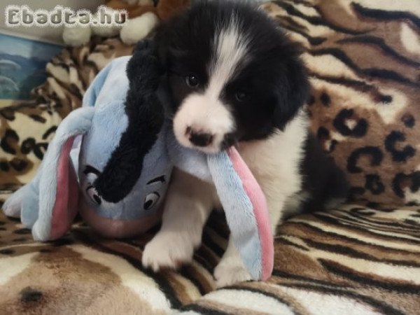 Törzskönyves Border collie