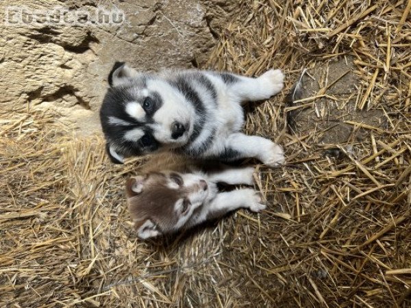 Eladó husky kiskutya