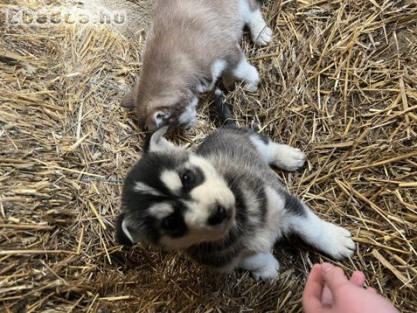 Eladó husky kiskutya