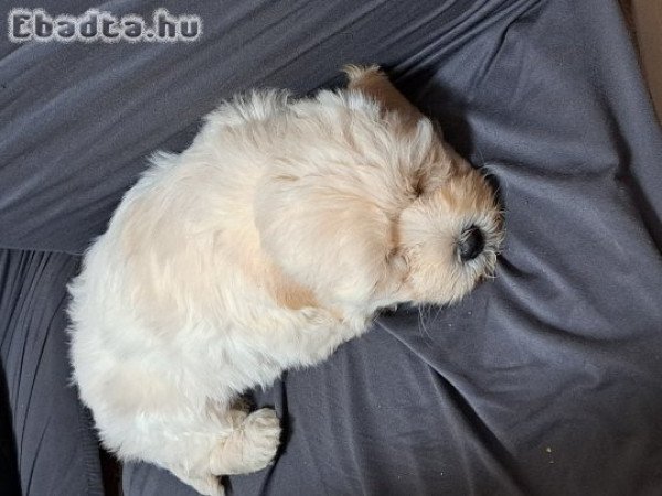 Bichon havanese kislány