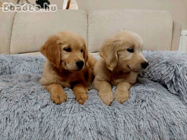 Golden Retriever kislány .