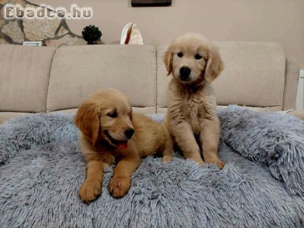 Golden Retriever kislány .