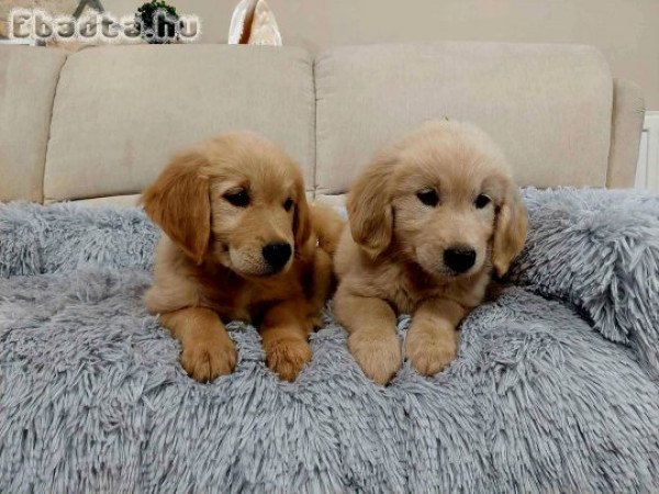 Golden Retriever kislány .