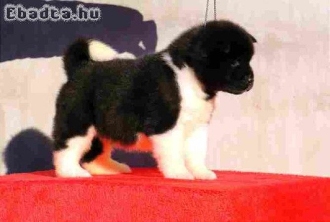 American Akita puppies