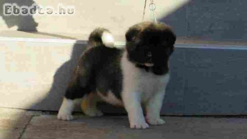 American Akita puppies