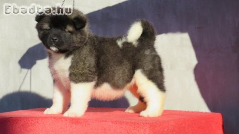 American Akita puppies