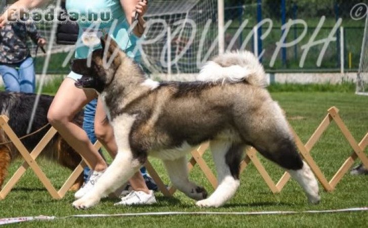 American Akita puppies