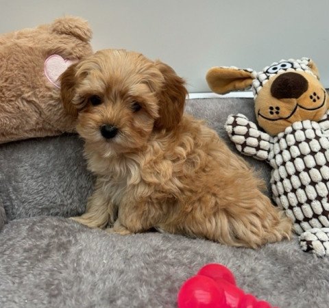 Maltipoo