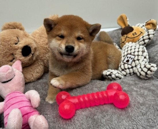 Shiba inu