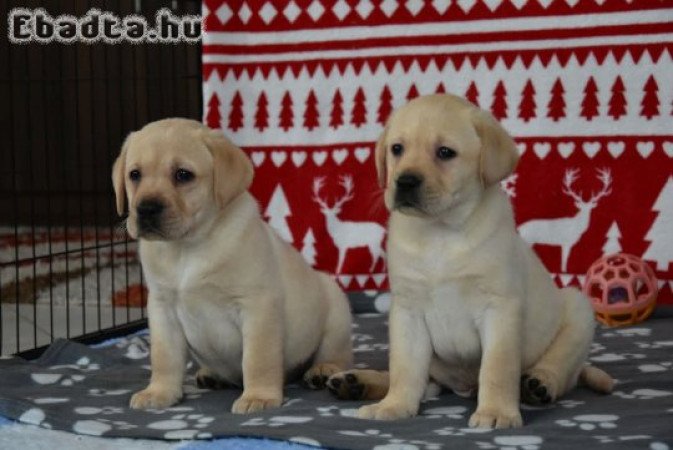 Minőségi törzskönyvezett labrador kölykök