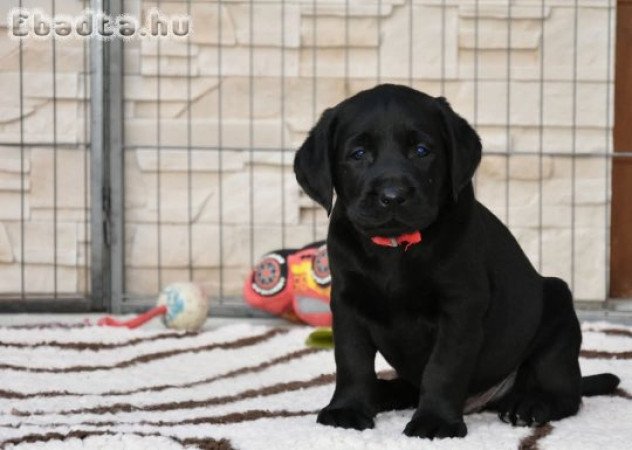 Minőségi törzskönyvezett labrador kölykök