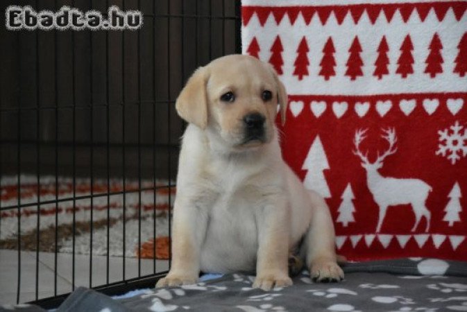 Minőségi törzskönyvezett labrador kölykök