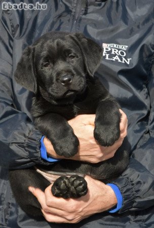 Minőségi törzskönyvezett labrador kölykök