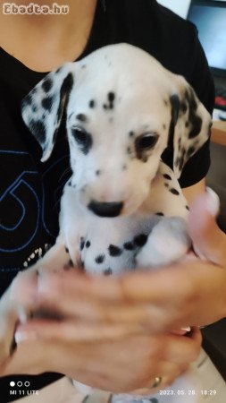 Dalmata kölykök