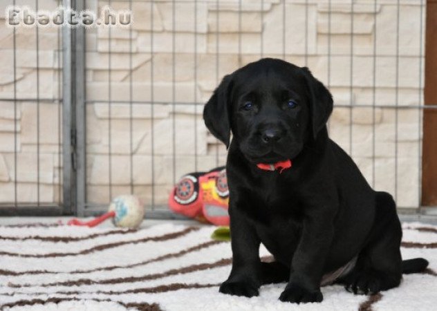 Minőségi törzskönyvezett labrador kölykök