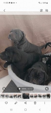 Cane Corso