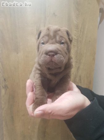 Shar Pei kölykök