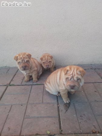 Shar Pei kölykök