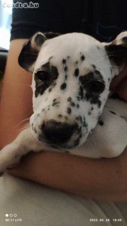 Dalmata kölykök