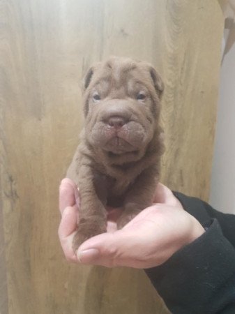 Shar Pei