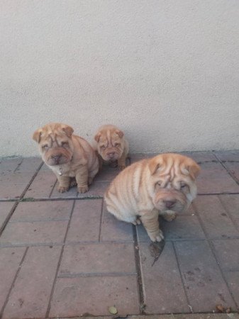 Shar Pei