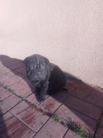 Shar Pei