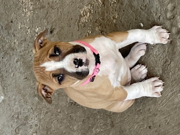 Amstaff (Staffordshire)