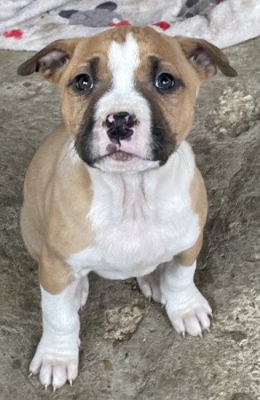 Amstaff (Staffordshire)