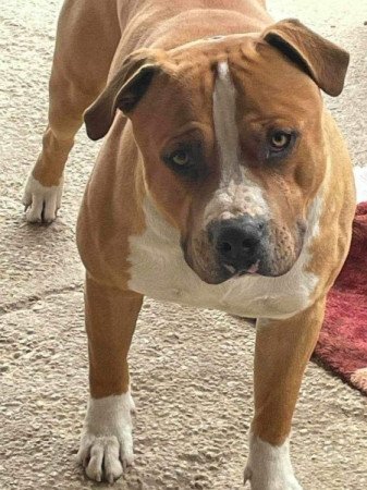 Amstaff (Staffordshire)