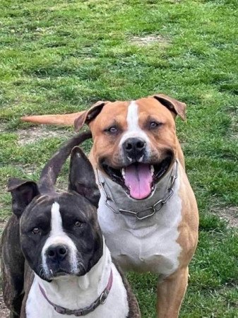 Amstaff (Staffordshire)