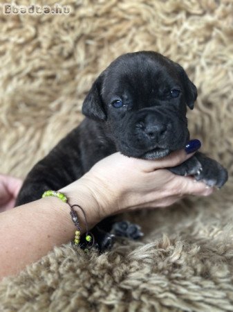 Cane Corso kölykök törzskönyvvel