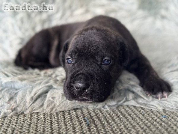 Cane Corso kölykök törzskönyvvel