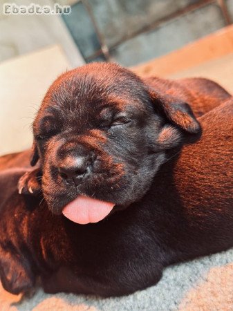 Cane Corso kölykök törzskönyvvel