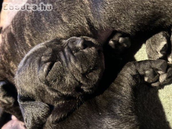 Cane Corso kölykök törzskönyvvel