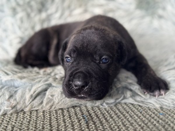 Cane Corso