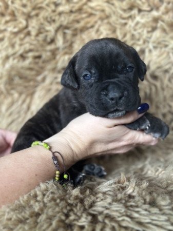 Cane Corso