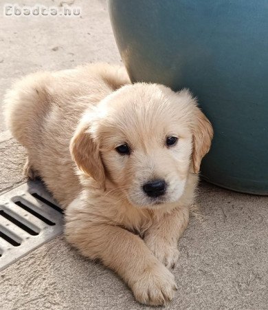 Golden retriever kölykök