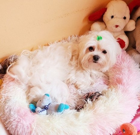 Bichon Havanese