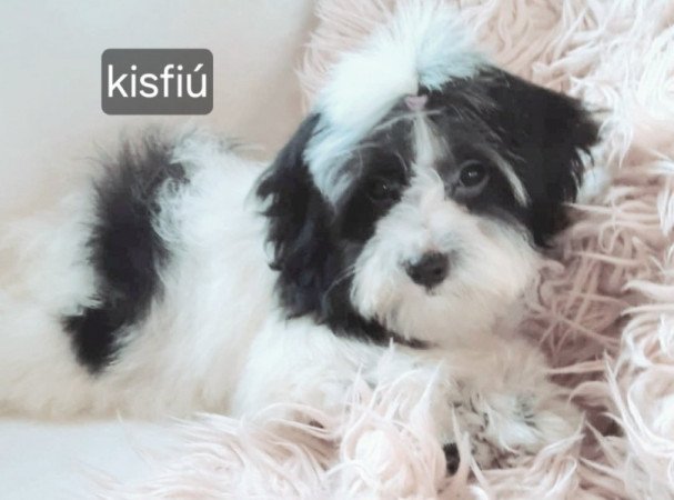 Bichon havanese